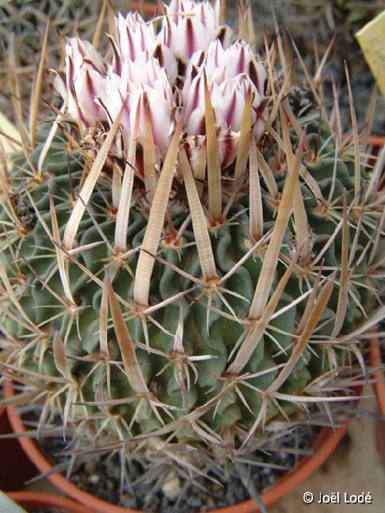 Echinofossulocactus crispatus arrigens JLcoll.1318